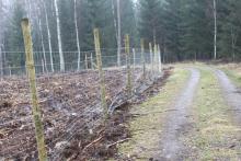 Wykonanie ogrodzenia upraw leśnych dla Nadleśnictwa Tychowo (Leśnictwo Glinki) c.d.
